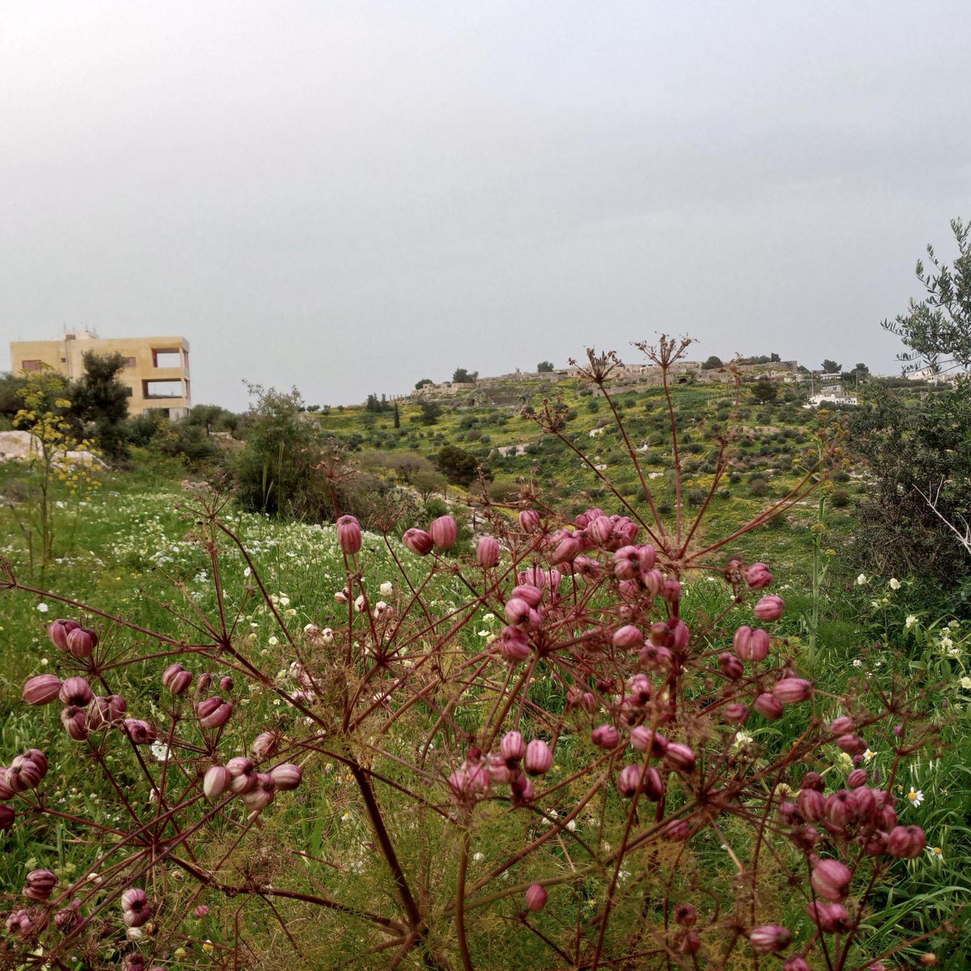 Al-Bustan House& Umm Qais Appartement Umm Qays Buitenkant foto